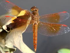 (Ditch Jewel) male