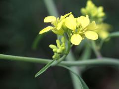 (Black Mustard)