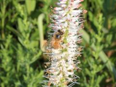 (Culver's Root)