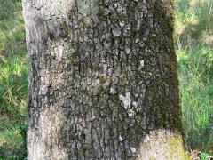 (Downy Oak) trunk