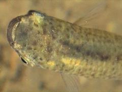 (Blackstripe Topminnow) frontal (Blackstripe Topminnow) frontal
