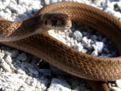 (Midland Brown Snake) coiled (Midland Brown Snake) coiled