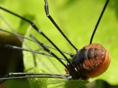 (Daddy Longlegs) dorsal (Daddy Longlegs) dorsal