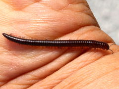 (Juliformia Round-backed Millipede) male (Juliformia Round-backed Millipede) male