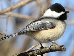 (Black-capped Chickadee) caterpillar (Black-capped Chickadee) caterpillar