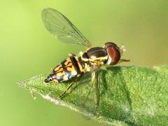 (Eastern Calligrapher) female (Eastern Calligrapher) female