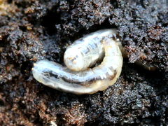 (Walnut Husk Maggot) larva (Walnut Husk Maggot) larva