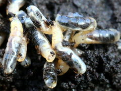 (Walnut Husk Maggot) larvae (Walnut Husk Maggot) larvae