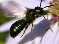 (Small Carpenter Bee) flying (Small Carpenter Bee) flying