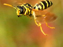(European Paper Wasp) flying (European Paper Wasp) flying