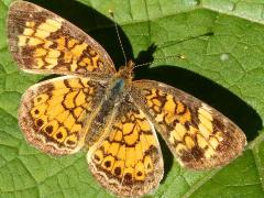 (Pearl Crescent) female (Pearl Crescent) female