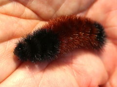 (Isabella Tiger Moth) caterpillar hand (Isabella Tiger Moth) caterpillar hand