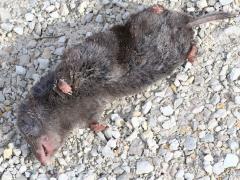 (Northern Short-tailed Shrew) lateral (Northern Short-tailed Shrew) lateral