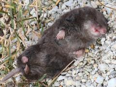 (Northern Short-tailed Shrew) ventral (Northern Short-tailed Shrew) ventral