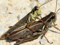(Red-legged Grasshopper) mating (Red-legged Grasshopper) mating
