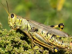 (Differential Grasshopper) female (Differential Grasshopper) female
