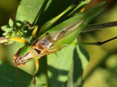 (Black-legged Meadow Katydid) male dorsal (Black-legged Meadow Katydid) male dorsal