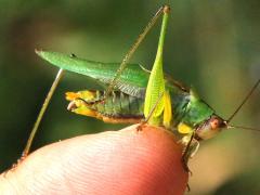 (Black-legged Meadow Katydid) male finger (Black-legged Meadow Katydid) male finger