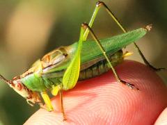 (Black-legged Meadow Katydid) male hand (Black-legged Meadow Katydid) male hand