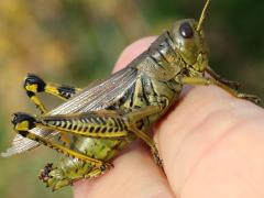 (Differential Grasshopper) female (Differential Grasshopper) female