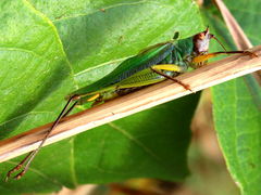 (Black-legged Meadow Katydid) male stridulating (Black-legged Meadow Katydid) male stridulating