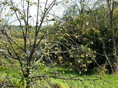 (Black Walnut) fruit (Black Walnut) fruit