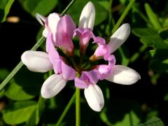 (Crown Vetch) flower (Crown Vetch) flower
