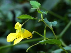 (Yellow Jewelweed) (Yellow Jewelweed)
