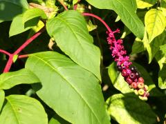 (Pokeweed) (Pokeweed)