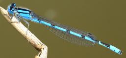 (Familiar Bluet) male