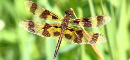 (Halloween Pennant) male dorsal