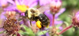 Common Eastern Bumble Bee hovering pollen basket on New England Aster