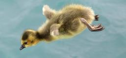 (Canada Goose) gosling flies