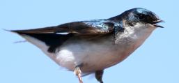 (Tree Swallow) singing