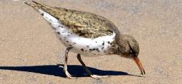 (Spotted Sandpiper) foraging