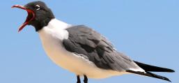 (Laughing Gull) calling