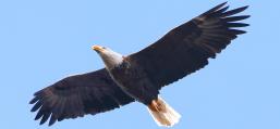 (Bald Eagle) cruising