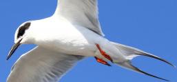 (Forster's Tern) hovering