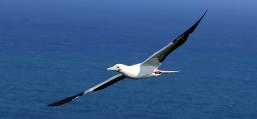 (Red-footed Booby) swooping lateral