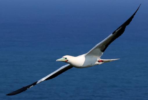 (Red-footed Booby) swooping lateral