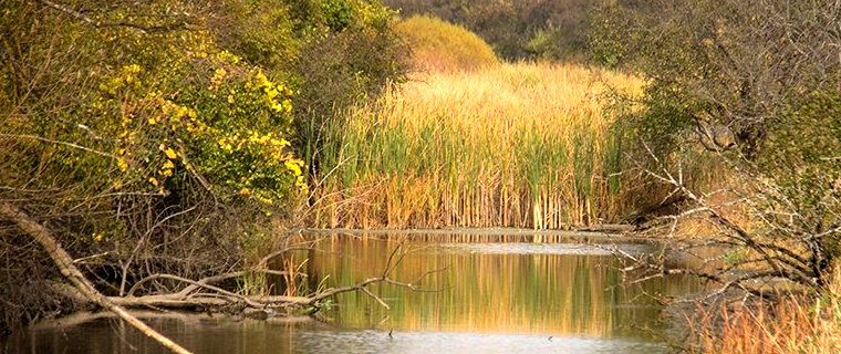 iNaturalist Project Hidden Lake Forest Preserve