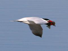 (Channel Catfish) (Caspian Tern)