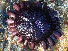 (Shingle Urchin) upperside