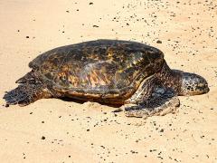 (Green Sea Turtle) female profile