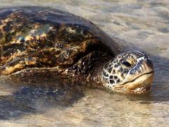 (Green Sea Turtle) female swimming