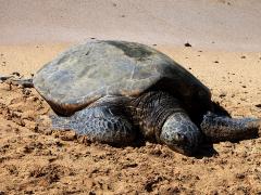 (Green Sea Turtle) male face