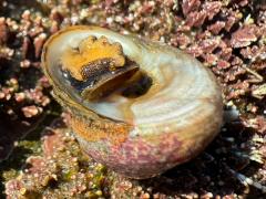 (Western Banded Tegula) basal