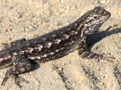 (Western Fence Lizard) profile