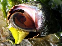 Eroded Periwinkle operculum on Ulva Sea Lettuce