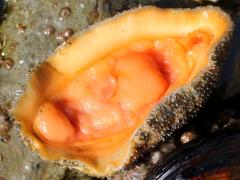 (California Spiny Chiton) underside